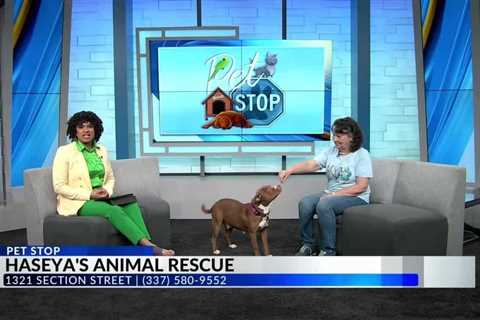 Pet Stop: Meet Ruby from Haseya’s Animal Rescue