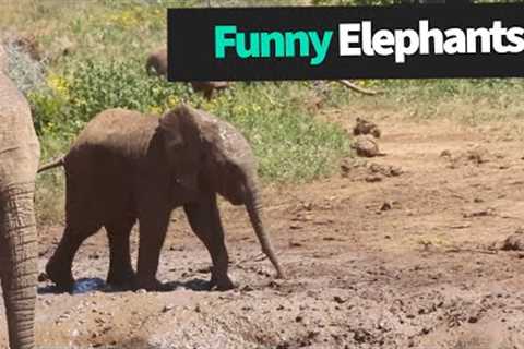 Funny Elephants Compilation