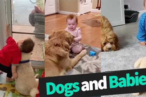 Cuteness Overload: Dogs and Babies