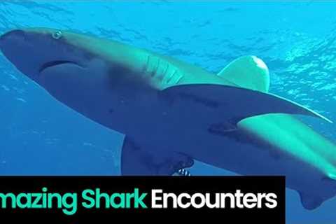 Amazing Shark Encounters: Must-See Ocean Footage