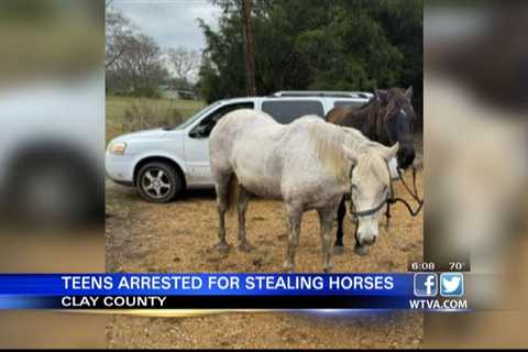 Kids accused of stealing horses in Clay County