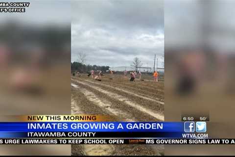 Itawamba County inmates growing a garden