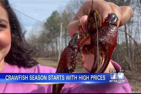 Drought causes increase in prices for crawfish season