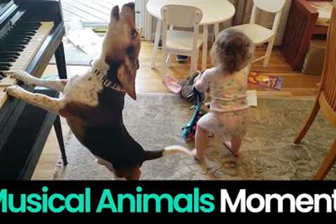 Musical Talent: Animals that are Rock Stars