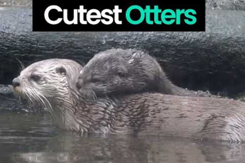 Otterly Adorable: The Cutest Otters on the Internet