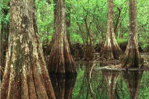 Museum should display wetlands and other artifacts of a Florida that’s fast disappearing • Florida..