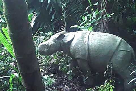 Critically Endangered Javan Rhino Calf Spotted In Indonesia