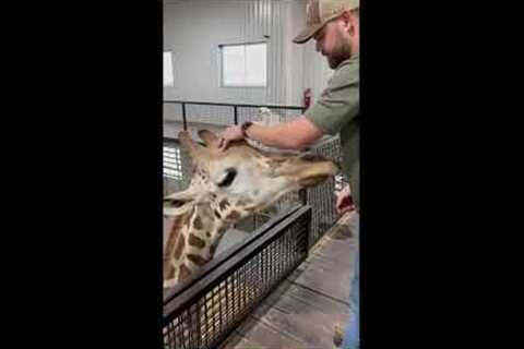 Animal chiropractor faces his biggest challenge - cracking a giraffe's neck