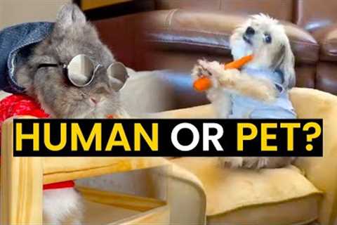 Human Or Pet?