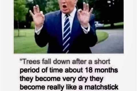 Trump, Trees, and American Stupidity in 2024