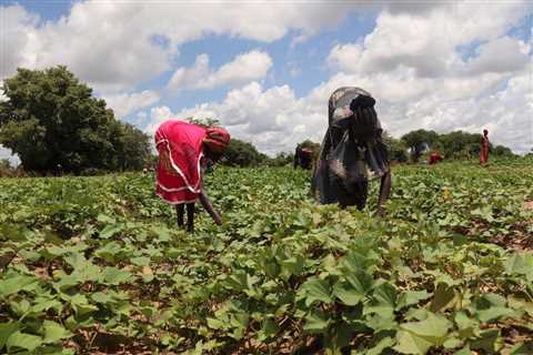 The increase in food prices hits the populations of sub-Saharan Africa – •