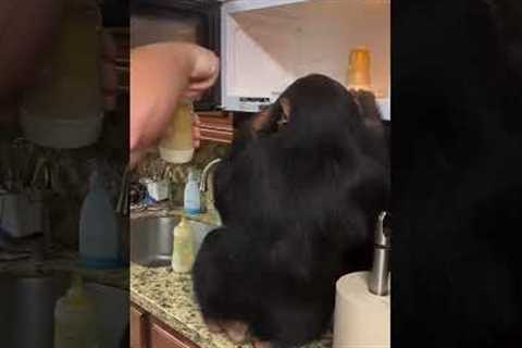 This chimpanzee has mastered operating a microwave