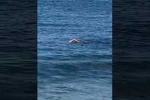 Playful seal joins lucky swimmers by jumping in and out of water right next to them