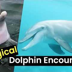 Magical Dolphin Encounters