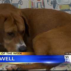 Pet of the Week – Maxwell