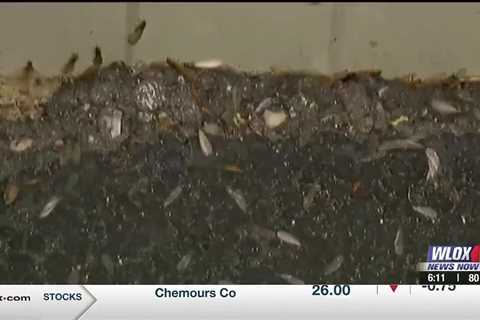 TERMITE SEASON: Experts share ways to prevent termites from severely damaging homes