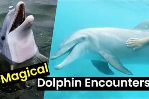 Magical Dolphin Encounters