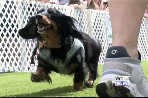 VIDEO: 200 dogs race through Starkville for second annual derby