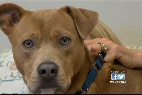 Pet of the Week: Cliff