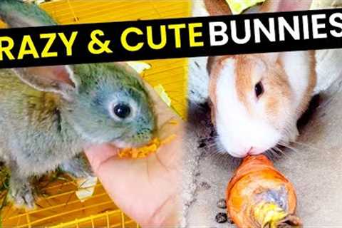 The Cuddliest Bunnies On Planet Earth!