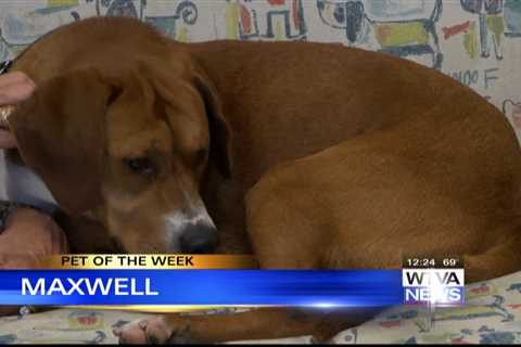 Pet of the Week – Maxwell