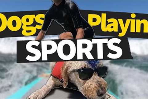 The CRAZIEST Dogs Playing Sports!