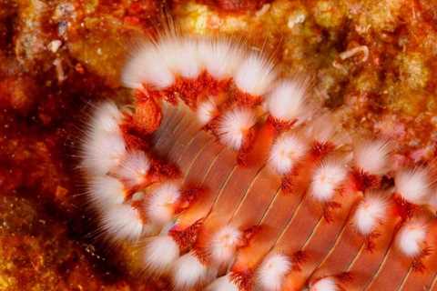 What is a Bearded Fireworm?