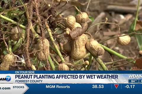 Rain affecting South Mississippi farmers' peanut planting plans