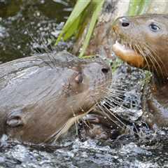 Zoonomia: Genetic research reveals all we share with animals