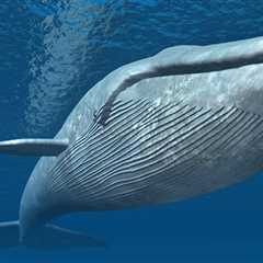 La gran ballena azul - El blog más completo sobre peces