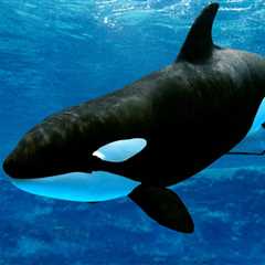 Orca: El Majestuoso Depredador de los Océanos - El blog más completo sobre peces