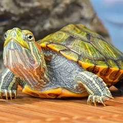¿Qué necesito para albergar una tortuga en casa? - El blog más completo sobre peces
