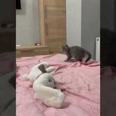 Kitten Defends It's Territory