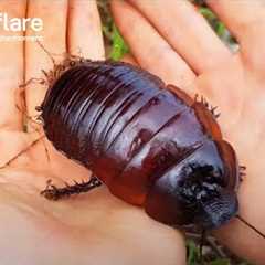 Aussies Save World's Heaviest Cockroach