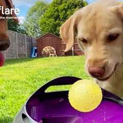 Labradors Have Crazy Fun With Ball Launcher || Newsflare