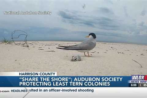 ‘Share the shore’: Audubon Society protecting least tern colonies