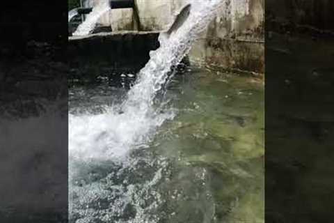 Amazing Trout Swims Up Flowing Water