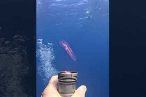 Diver Finds Strange New Jellyfish