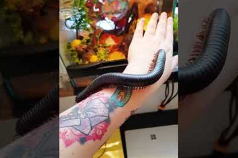 Giant African Millipede Crawls On Arm