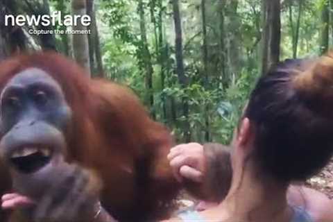 Clingy Orangutan Won't Let Go Of Woman  || Newsflare