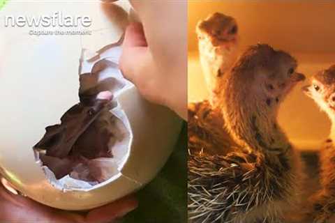 Hatching Baby Ostriches From Eggs At Vienna Zoo  || Newsflare