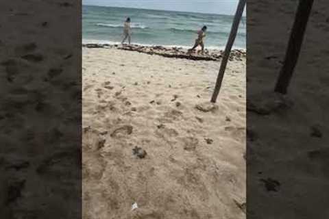 Baby Turtles Emerge From Beach Lounger