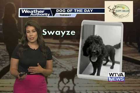 Dog Walk Forecast for June 11th – Swayze