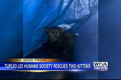 Tupelo Lee Humane Society saves kittens from storm drain