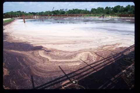 Bioremediation 101: Everything You Need to Know