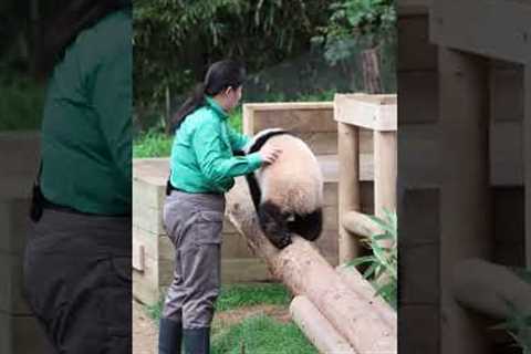 Cute Baby Panda Becomes Ninja Warrior