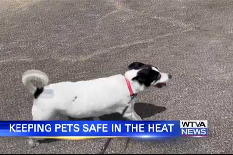 Tips for keeping pets safe in the heat