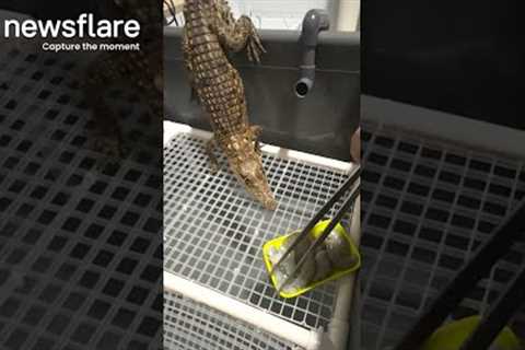 Feeding Time For Cute Baby Crocodile || Newsflare