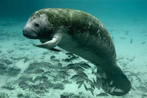 El manatí, una criatura con la agresividad de un oso de peluche - El blog más completo sobre peces