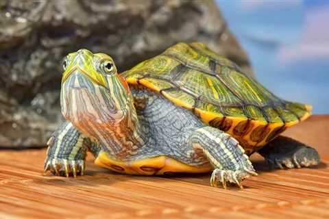 ¿Qué necesito para albergar una tortuga en casa? - El blog más completo sobre peces